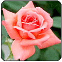 http://www.effecton.ru/media/icons/news-roses.png